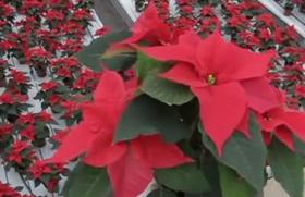 Пуансеттия – рождественская звезда, цветущая на подоконнике Рождественский цветок с красными листьями
